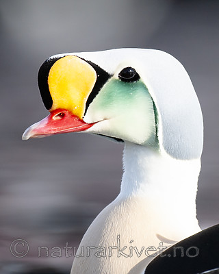 BB 12 0469 / Somateria spectabilis / Praktærfugl